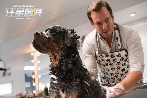 娱乐圈爆料50条狗视频,50条狗视频背后的娱乐圈秘密大揭秘  第1张